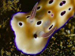 Close up of a Risbecia tryoni  found at Nudi Falls, Lembe... by Thomas Roesler 